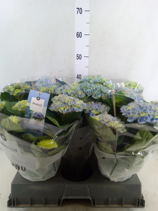 <h4>Hydrangea mac. 'Magical Revolution'</h4>