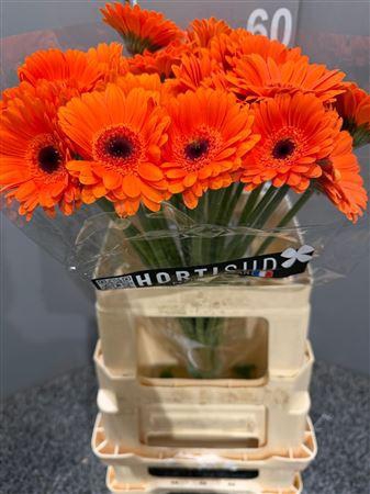 <h4>Ge Mi Bueno</h4>