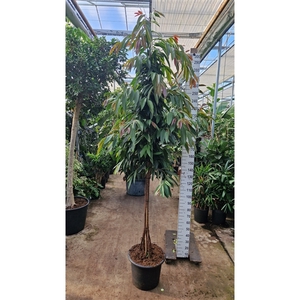 Ficus Amstel King multistam 320