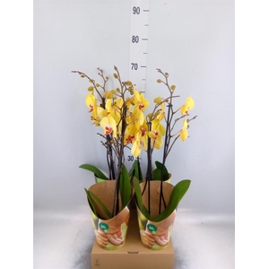 Phalaenopsis ...yellow