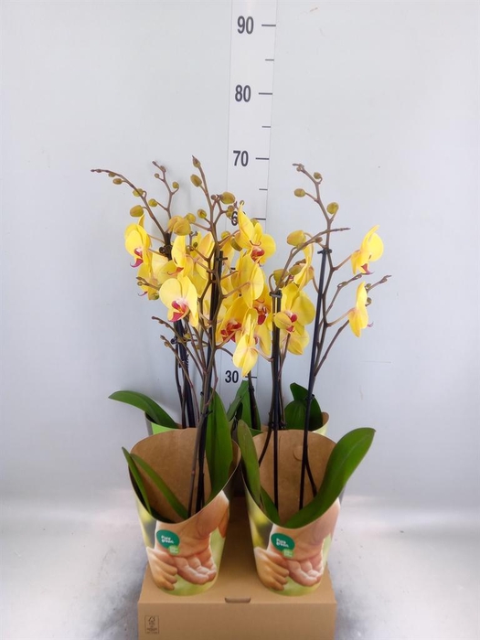<h4>Phalaenopsis ...yellow</h4>