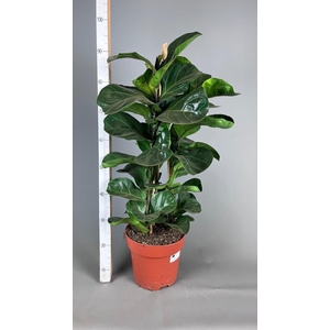 FICUS LYRATA BAMBINO