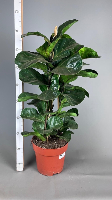 <h4>FICUS LYRATA BAMBINO</h4>