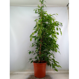 Ficus benja. 'Exotica'