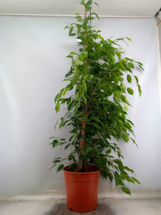 <h4>Ficus benja. 'Exotica'</h4>