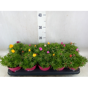 Portulaca grand. 'Happy Hour'  .mix