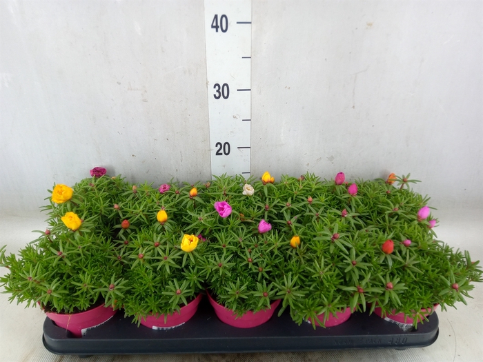 <h4>Portulaca grand. 'Happy Hour'  .mix</h4>