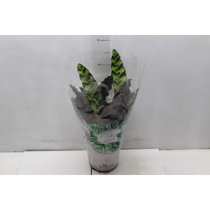 CALATHEA INSIGNIS P17