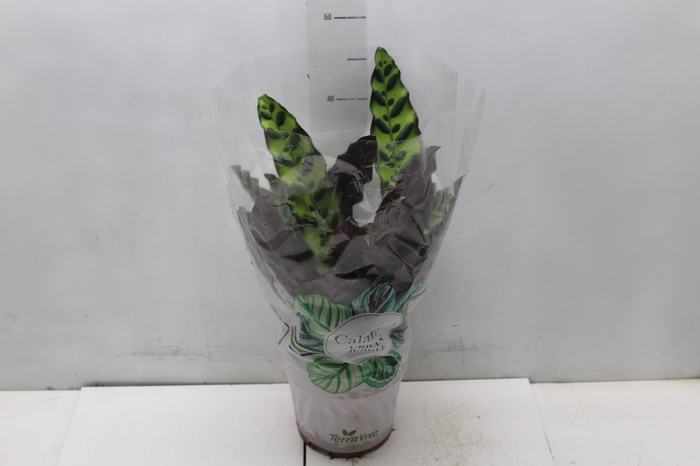 <h4>CALATHEA INSIGNIS P17</h4>