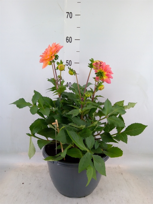 <h4>Dahlia  'Gardenetta Peach'</h4>