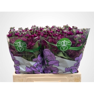 MATTH AIDA PURPLE