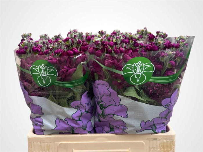 <h4>MATTH AIDA PURPLE</h4>