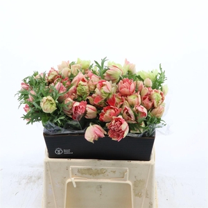 Anemone Fullstar Strawberry