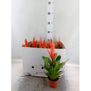 Vriesea  'Sparkle'