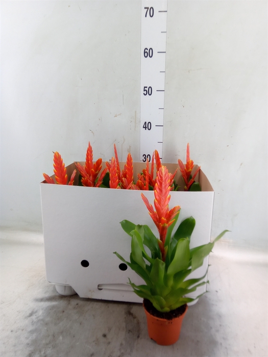 <h4>Vriesea  'Sparkle'</h4>