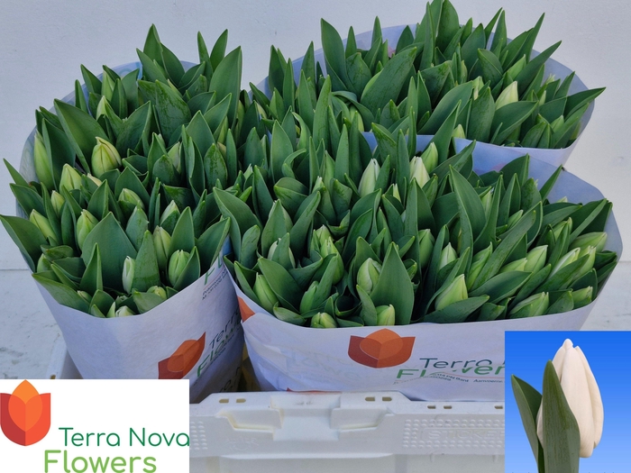 <h4>TU EN FRANCISCUS</h4>