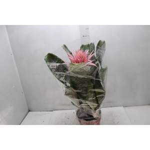 AECHMEA FASCIATA P17