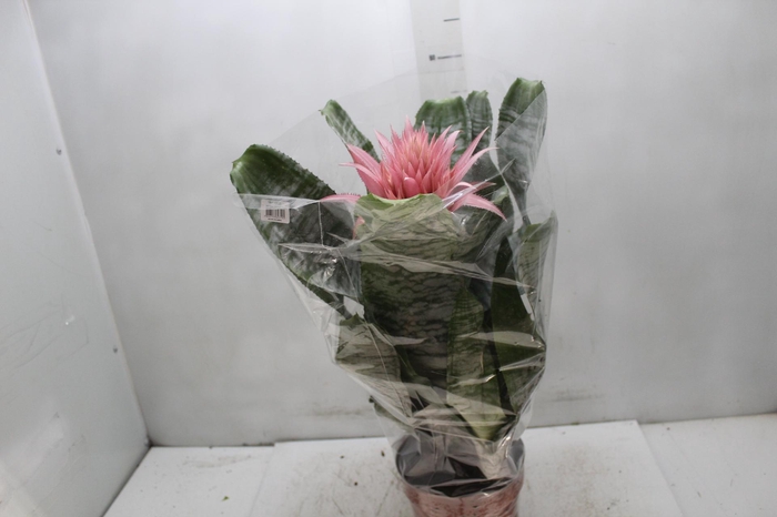 <h4>AECHMEA FASCIATA P17</h4>