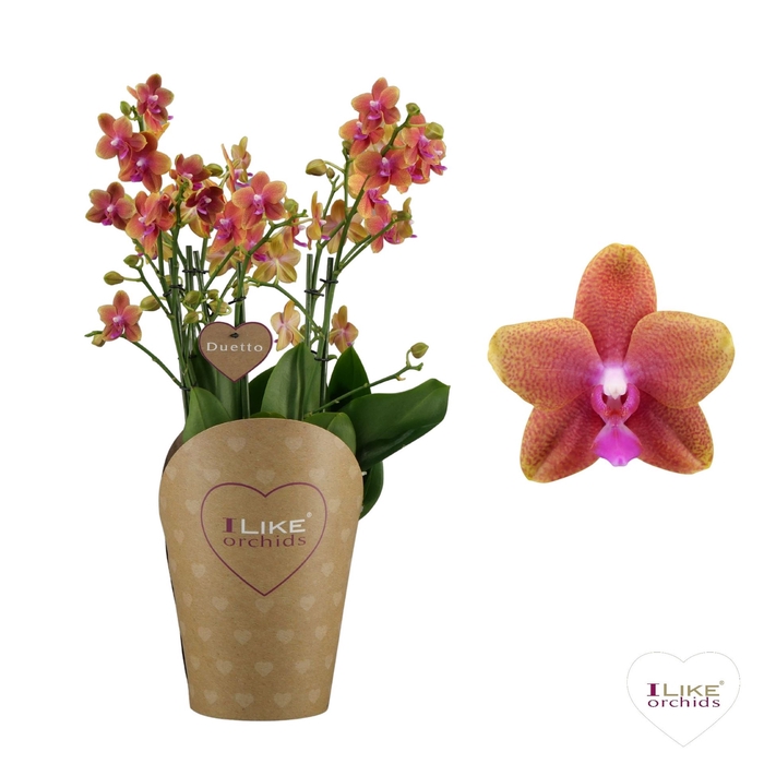 <h4>Phalaenopsis multi. 'Ant Bolgheri'</h4>