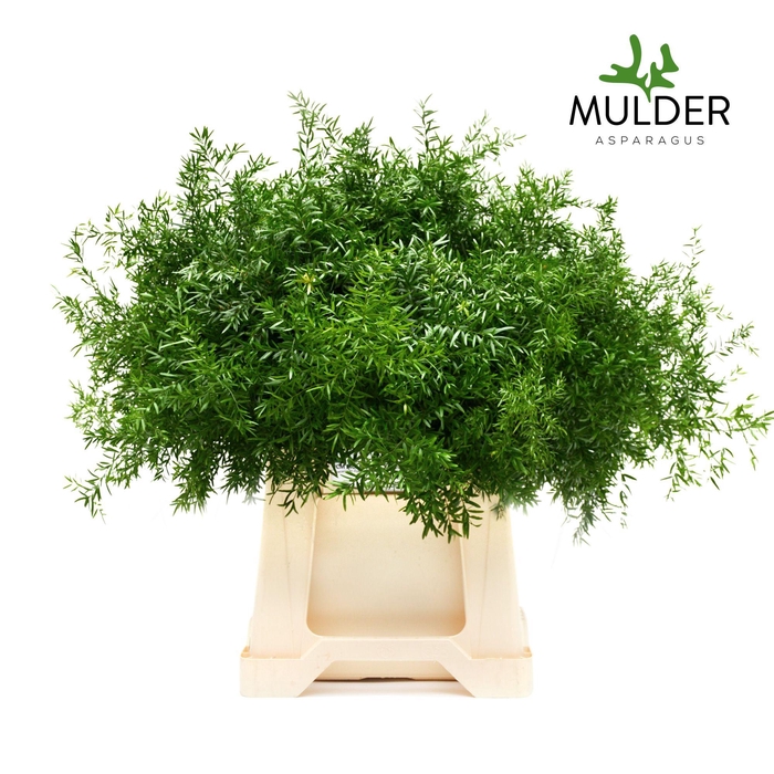 <h4>ASP DENS CWEBE</h4>