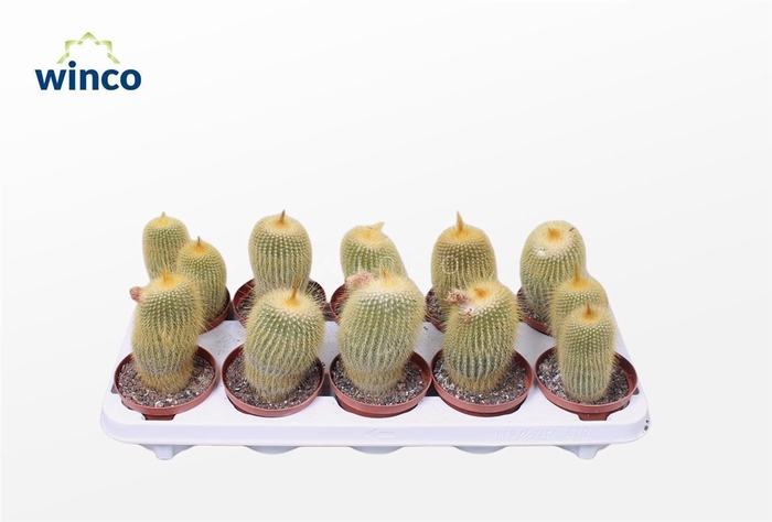 <h4>Notocactus Leninghausii</h4>