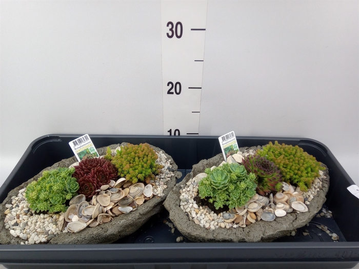 <h4>Arr.   Tuinplanten L%</h4>