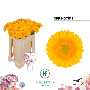 Germini Springtime Water/Hoes x80