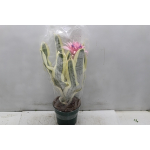 BROMELIA VARIEGATA P17