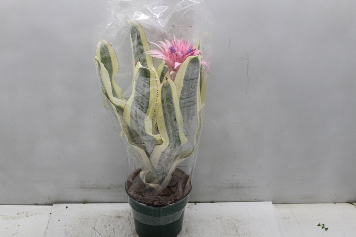 <h4>BROMELIA VARIEGATA P17</h4>