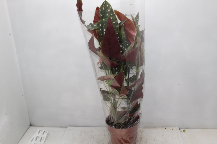 <h4>BEGONIA MACULATA P17 PO</h4>