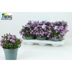 CAMP PORTENSCHLAGIAN