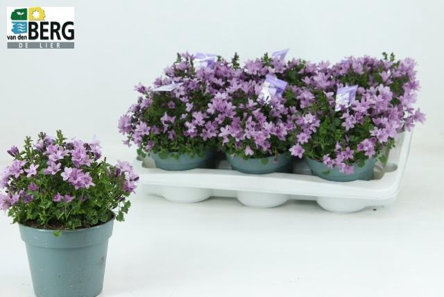 <h4>CAMP PORTENSCHLAGIAN</h4>