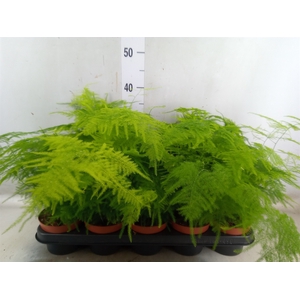 Asparagus setaceus
