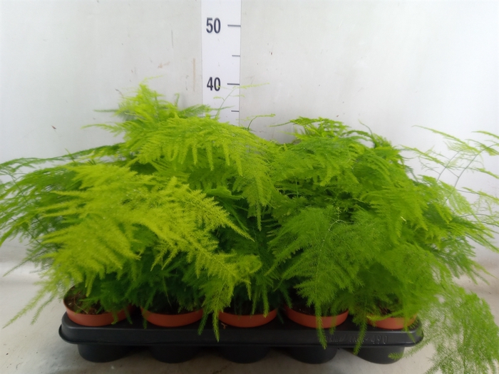 <h4>Asparagus setaceus</h4>