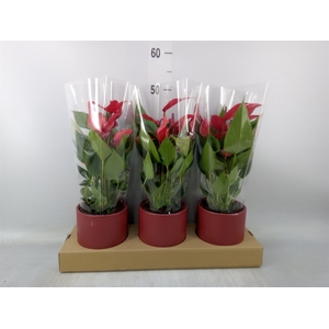 Anthurium  'Banderola Lava'