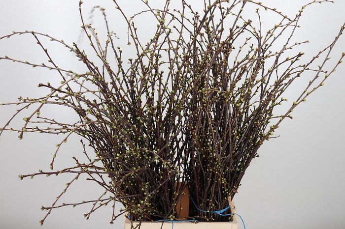 <h4>Kersebloesem P Bos</h4>