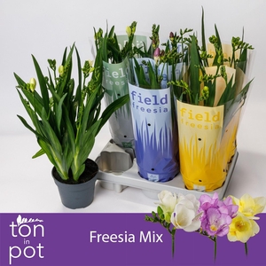 Freesia
