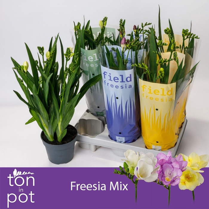 <h4>Freesia</h4>