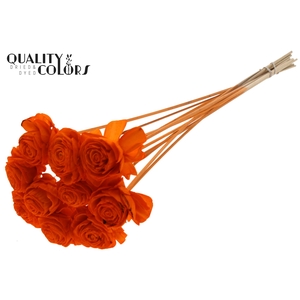 Shola Dahlia 6cm on stem Orange