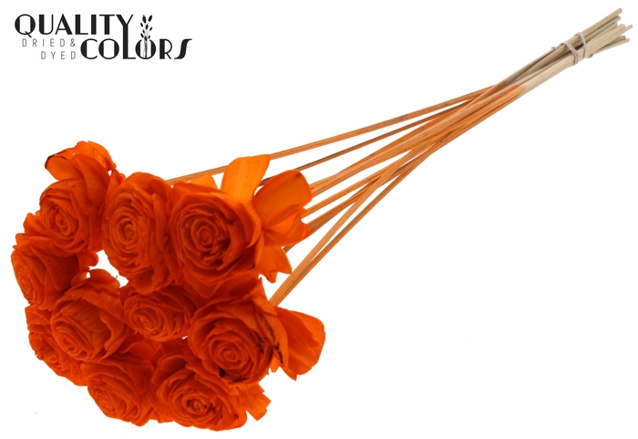 Shola Dahlia 6cm on stem Orange