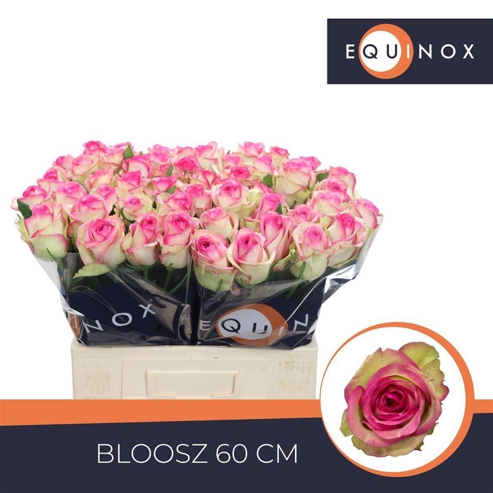 <h4>Rosa a grande fleur Bloosz</h4>