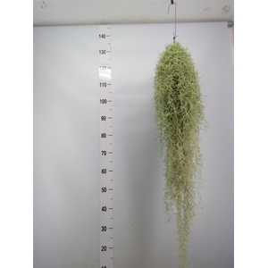 Tillandsia usneoides