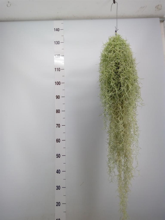 <h4>Tillandsia usneoides</h4>