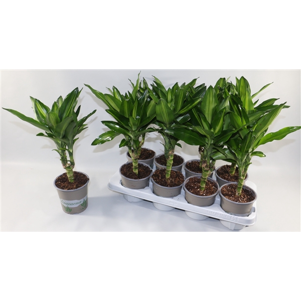 <h4>Dracaena Cintho Stam 2+ kop</h4>