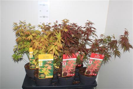 <h4>Acer Palmatum</h4>