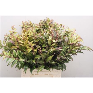 Leucothoe Rain L 70