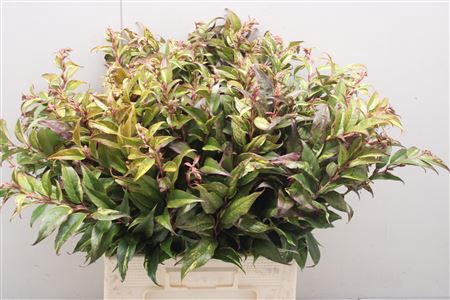 <h4>Leucothoe Rain L 70</h4>