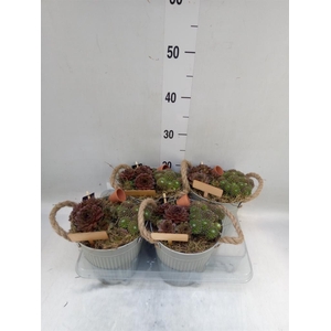 Arr.  Sempervivum L%