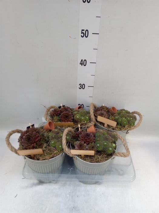 <h4>Arr. Sempervivum L%</h4>