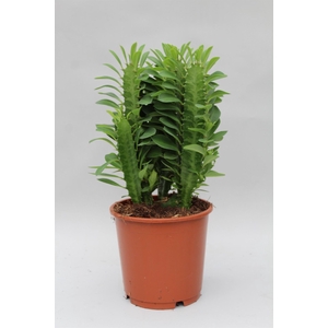 Euphorbia trigona